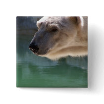 Polar Bear Close Up Portrait buttons by thekingchivas Polar Bear Close Up Portrait buttons