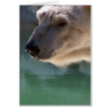 Polar Bear Close Up Portrait cards by thekingchivas Polar Bear Close Up Portrait cards