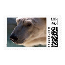 Polar Bear Close Up Portrait postage by thekingchivas Polar Bear Close Up Portrait postage