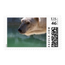 Polar Bear Close Up Portrait postage by thekingchivas Polar Bear Close Up Portrait postage