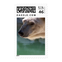 Polar Bear Close Up Portrait postage by thekingchivas Polar Bear Close Up Portrait postage