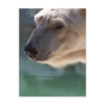 Polar Bear Close Up Portrait postcards by thekingchivas Polar Bear Close Up Portrait postcards