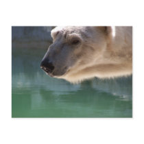 Polar Bear Close Up Portrait postcards by thekingchivas Polar Bear Close Up Portrait postcards