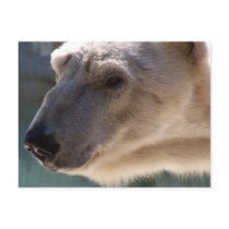 Polar Bear Close Up Portrait postcards by thekingchivas Polar Bear Close Up Portrait postcards