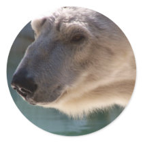 Polar Bear Close Up Portrait stickers by thekingchivas Polar Bear Close Up Portrait stickers