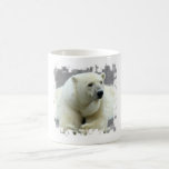 polar bear, bear, large bear, mammal, polar, white bear, white polar bear, arctic, arctic bear, bears, zoo, animal, wild life, wild animal, animals
