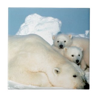 Polar bear cub 1 tiles