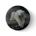 Polar Bear Cub buttons by EMangl Polar Bear Cub buttons