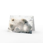 Polar Bear Cub cards
