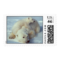 Polar Bear & Cub Postage