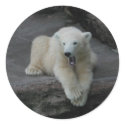 Polar Bear Cub stickers by EMangl Polar Bear Cub stickers