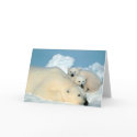 Polar Bear & Cubs by Steve Amstrup cards