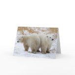 Polar Bear Cubs Card