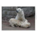 Polar Bear Cubs cards