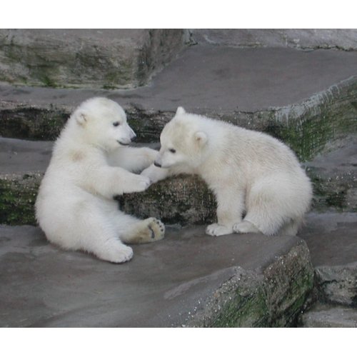 Polar Bear Cubs mousepad