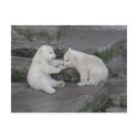 Polar Bear Cubs postcards by EMangl Polar Bear Cubs postcards