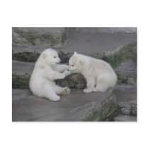 Polar Bear Cubs postcards by EMangl Polar Bear Cubs postcards