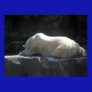 Polar Bear Dreamin