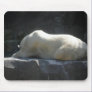 Polar Bear Dreams
