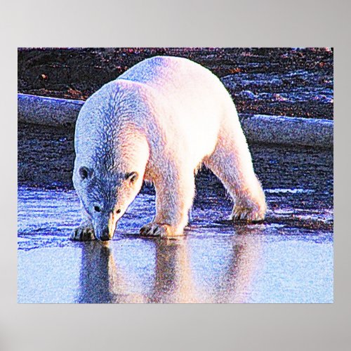 Polar Bear Drinking print