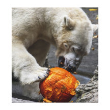 Polar Bear Eating a Pumpkin Canvas Print