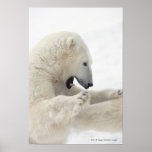Polar bear engaging in a fight with another bear