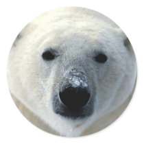 Polar Bear Face Sticker