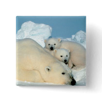 Polar Bear Family Buttons