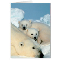 Polar Bear Family Cards