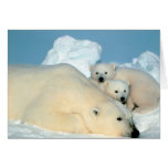 polar bear, polar bear family, white polar bear, white polar bears, polar bears, beautiful polar bears, gorgeous polar bears, i love polar bears, i heart polar bears, polar bear lover, polar bear enthusiast, polar bear fanatic, cute polar bears, cuddling polar bears, studying polar bears, obseving polar bears, researching polarbears, polar bear wildlife refuge, polar bear refuge, protecting polar bears, polar bear preserve, polar bear wildlife preserve, saving polar bears, save the polar bears, fluffy polar bears