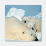 polar bear, polar bear family, white polar bear, white polar bears, polar bears, beautiful polar bears, gorgeous polar bears, i love polar bears, i heart polar bears, polar bear lover, polar bear enthusiast, polar bear fanatic, cute polar bears, cuddling polar bears, studying polar bears, obseving polar bears, researching polarbears, polar bear wildlife refuge, polar bear refuge, protecting polar bears, polar bear preserve, polar bear wildlife preserve, saving polar bears, save the polar bears, fluffy polar bears