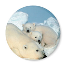 Polar Bear Family Fridge Magnet