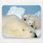 polar bear, polar bear family, white polar bear, white polar bears, polar bears, beautiful polar bears, gorgeous polar bears, i love polar bears, i heart polar bears, polar bear lover, polar bear enthusiast, polar bear fanatic, cute polar bears, cuddling polar bears, studying polar bears, obseving polar bears, researching polarbears, polar bear wildlife refuge, polar bear refuge, protecting polar bears, polar bear preserve, polar bear wildlife preserve, saving polar bears, save the polar bears, fluffy polar bears