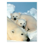polar bear, polar bear family, white polar bear, white polar bears, polar bears, beautiful polar bears, gorgeous polar bears, i love polar bears, i heart polar bears, polar bear lover, polar bear enthusiast, polar bear fanatic, cute polar bears, cuddling polar bears, studying polar bears, obseving polar bears, researching polarbears, polar bear wildlife refuge, polar bear refuge, protecting polar bears, polar bear preserve, polar bear wildlife preserve, saving polar bears, save the polar bears, fluffy polar bears