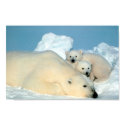 Polar Bear Family posters by beverlytazangel Polar Bear Family posters