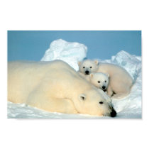Polar Bear Family posters