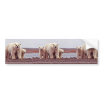 Polar Bear Female with Young Bumper Stickers