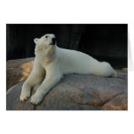 Polar Bear greeting card