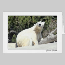 Polar Bear cards