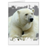 polar bear, bear, large bear, mammal, polar, white bear, white polar bear, arctic, arctic bear, bears, zoo, animal, wild life, wild animal, animals