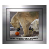 Polar Bear in Frame posters by wwitthus Polar Bear in Frame posters