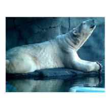 Polar Bear In Prayer Postcard