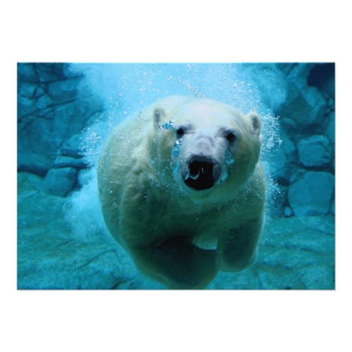 Polar Bear In Water Announcements