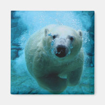Polar Bear In Water Fridge Magnets
