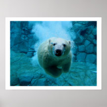 Polar Bear In Water Print