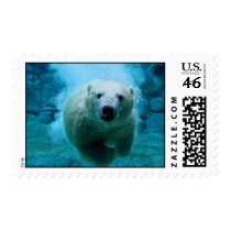 Polar Bear In Water Stamp