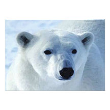 Polar Bear Invitation