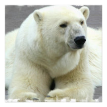 Polar Bear Invitation