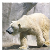 Polar Bear  Invitations