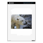 Polar bear iPad 3 skin